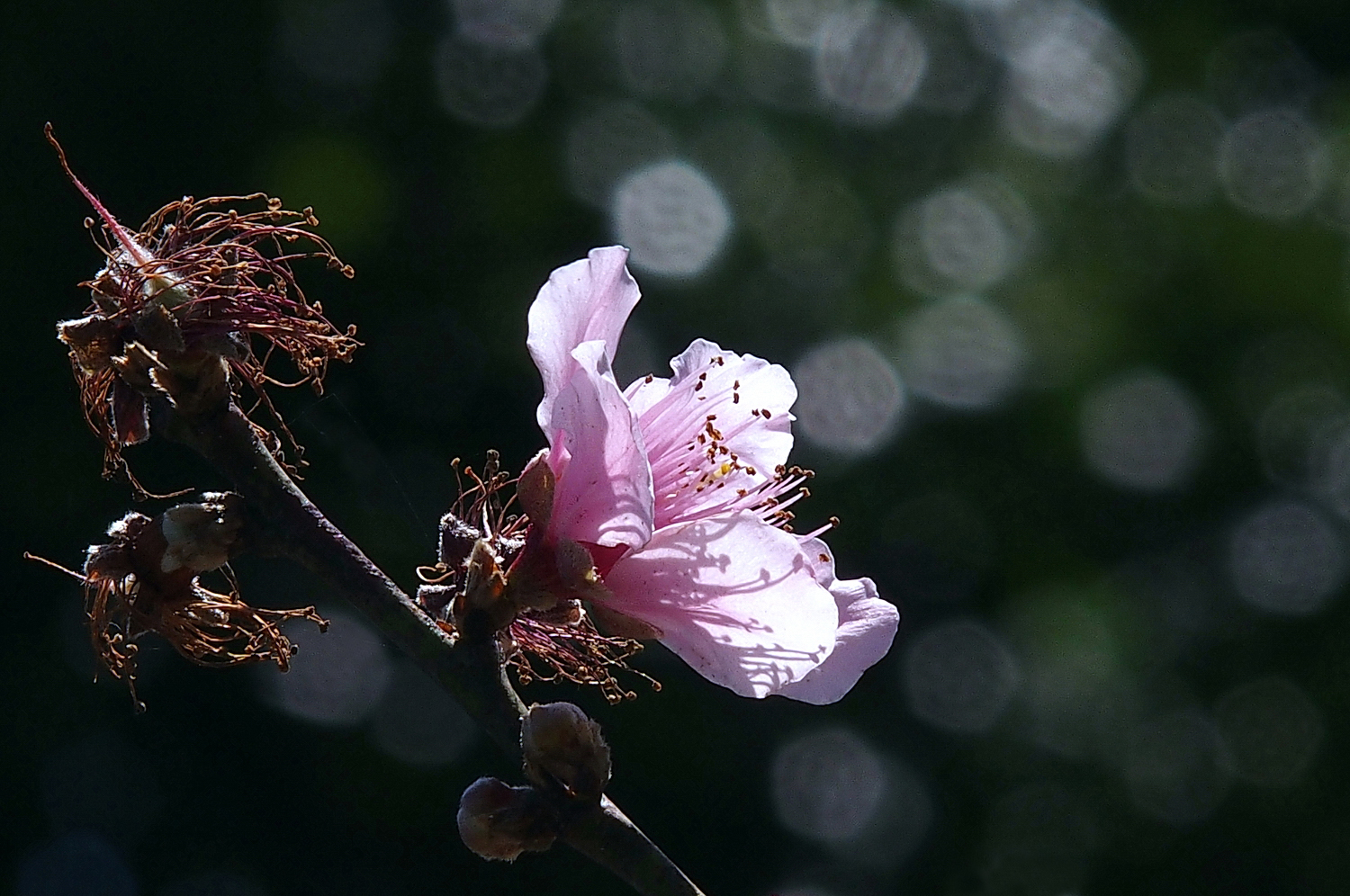 陳永鑑櫻桃花作品20230224c.jpg
