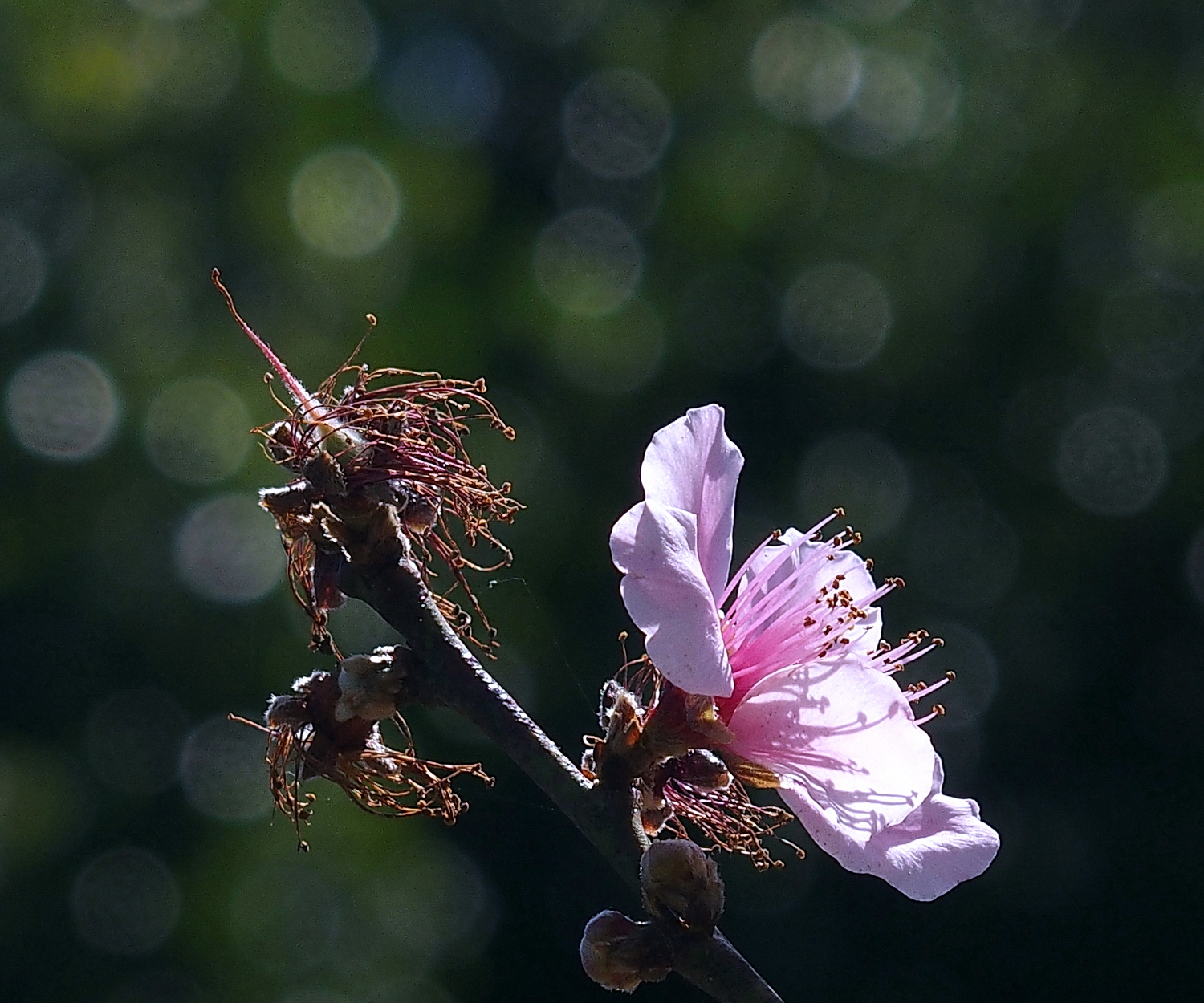 陳永鑑櫻桃花作品20230225a.jpg