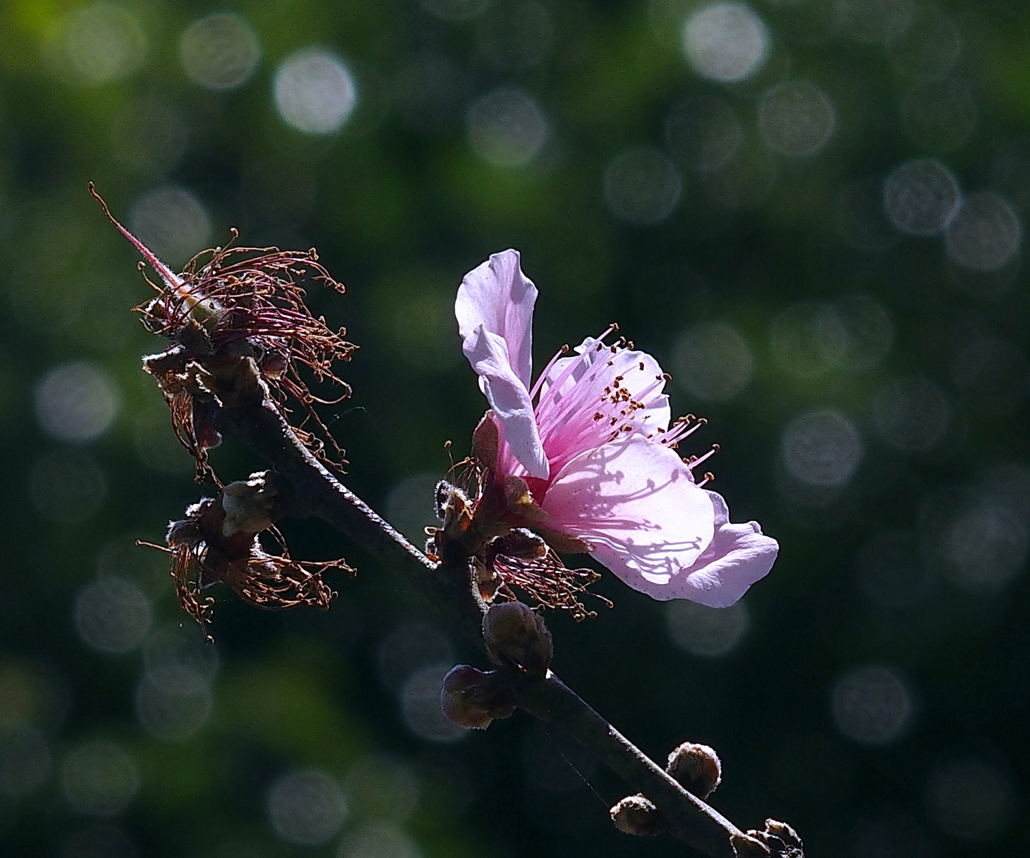陳永鑑櫻桃花作品20230224i.jpg