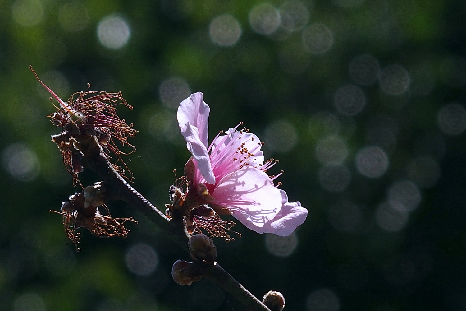 陳永鑑櫻桃花作品20230224h.jpg