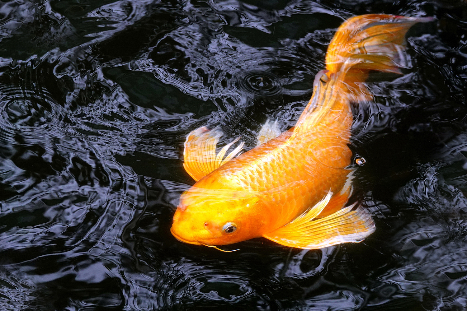 陳永鑑_錦鯉遊緃_20230222b.jpg