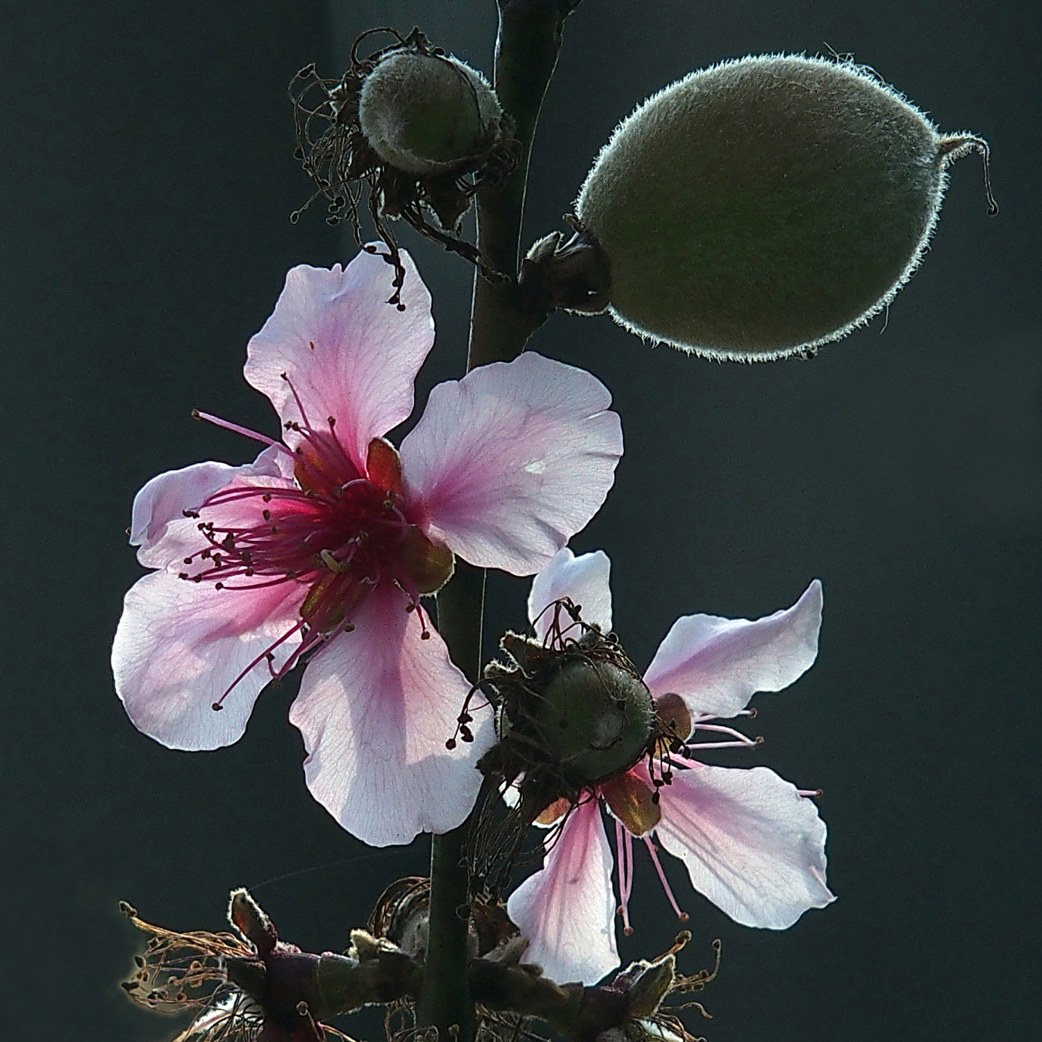 陳永鑑櫻桃花作品20230318b.jpg
