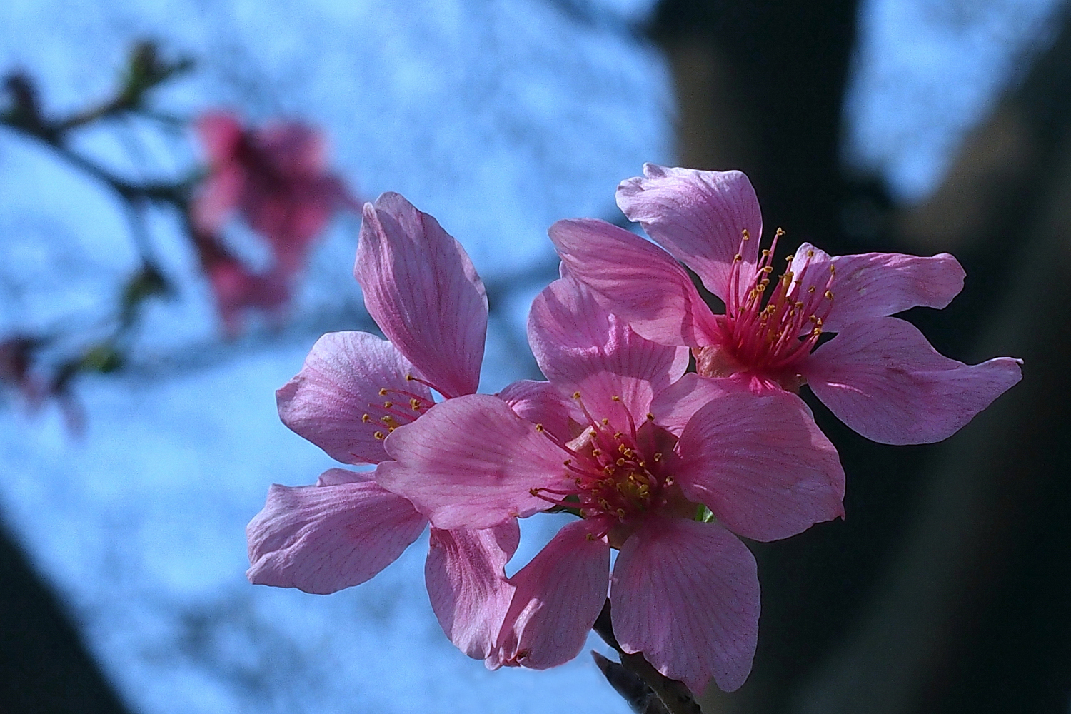 陳永鑑櫻桃花作品20230324f.jpg