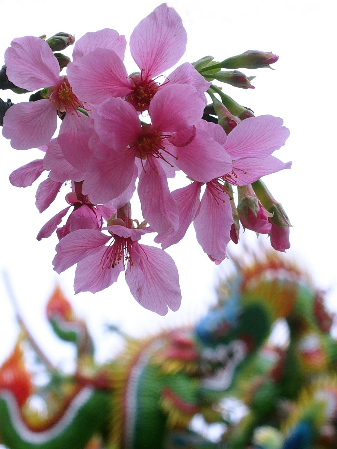 陳永鑑櫻桃花作品20230325a.jpg