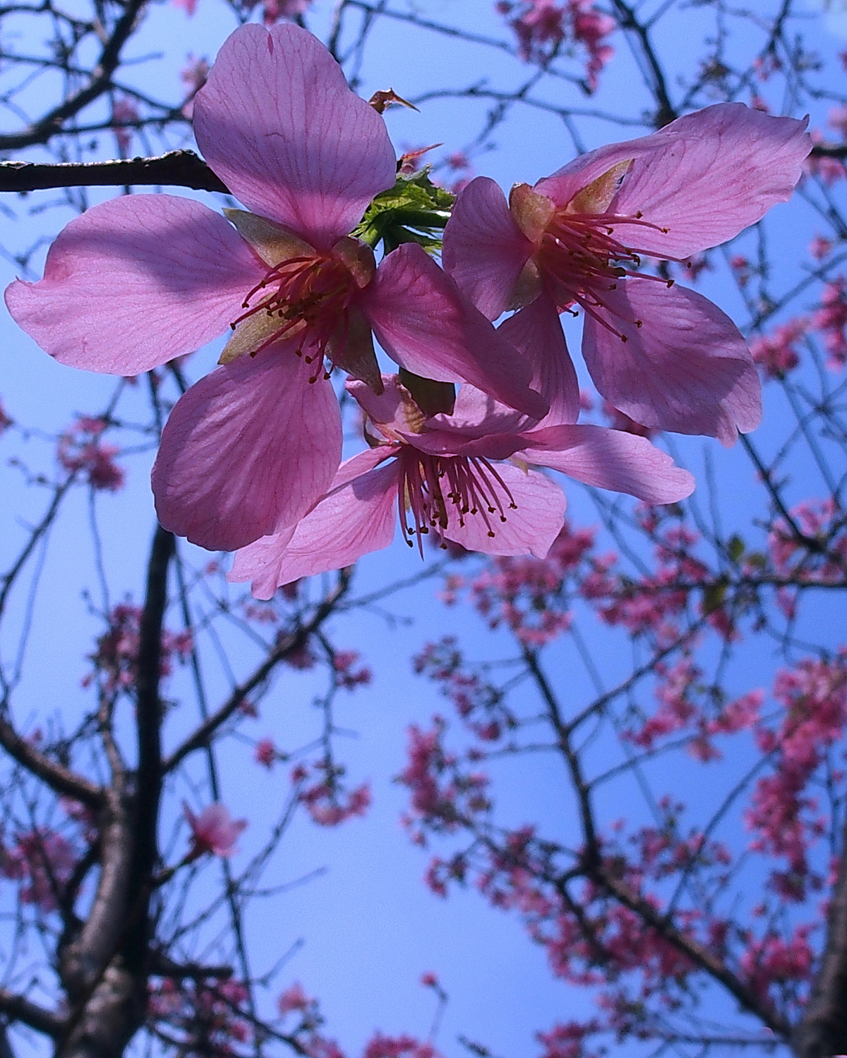陳永鑑櫻桃花作品20230329c.jpg