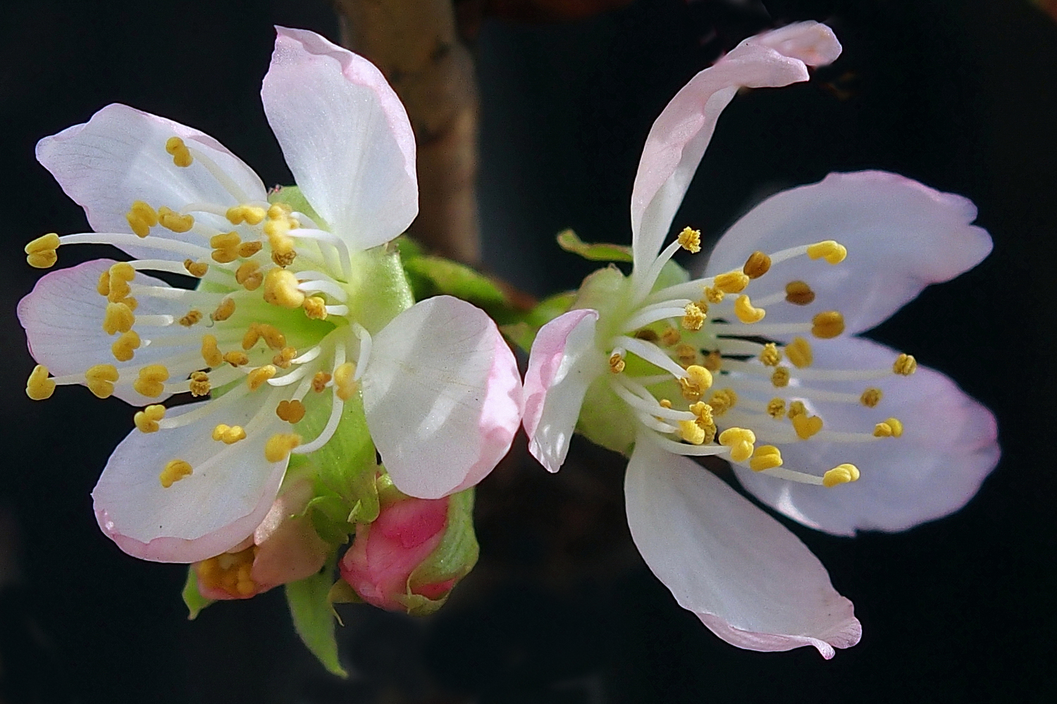 陳永鑑櫻桃花作品20230405p.jpg