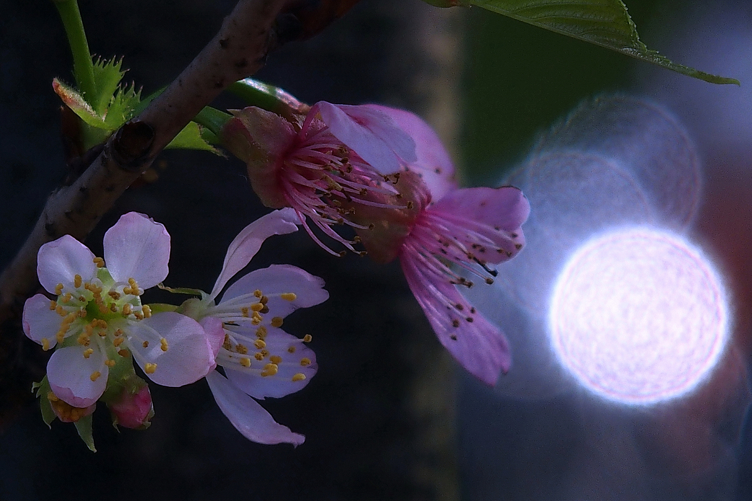 陳永鑑櫻桃花作品20230408d.jpg