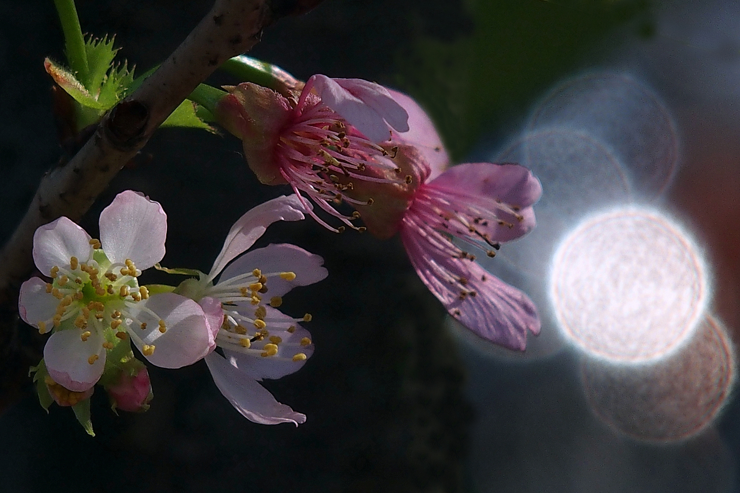 陳永鑑櫻桃花作品20230408c.jpg