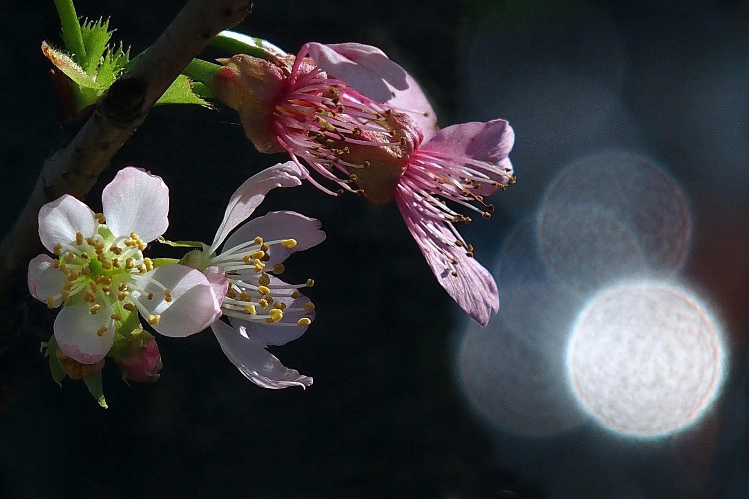 陳永鑑櫻桃花作品20230408b.jpg