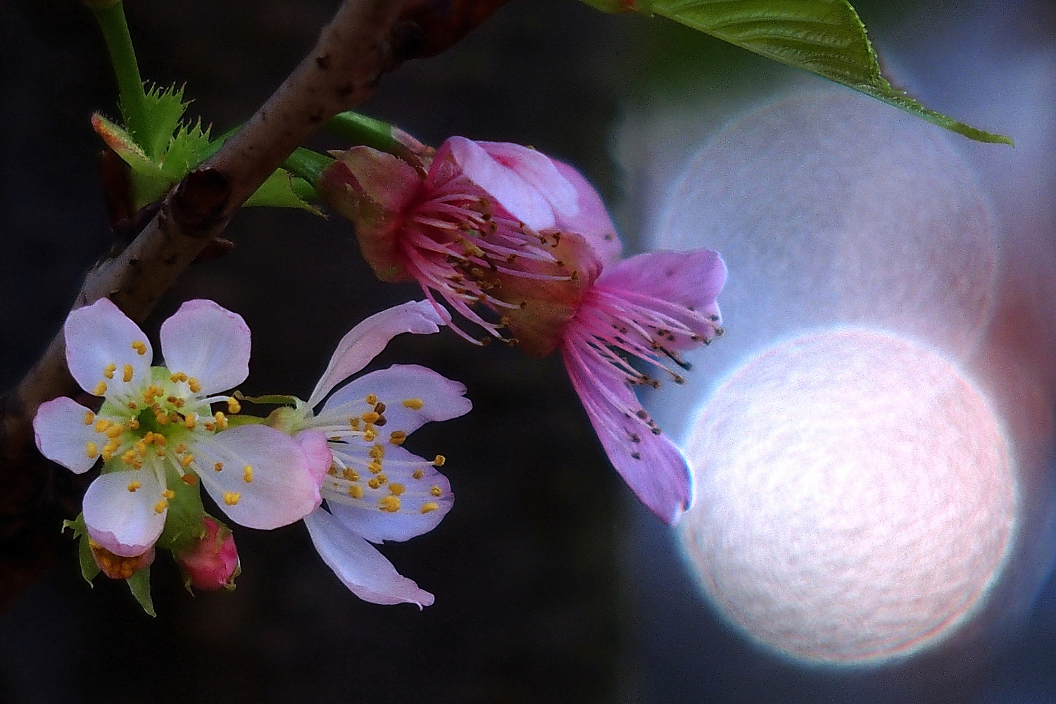 陳永鑑櫻桃花作品20230410f.jpg