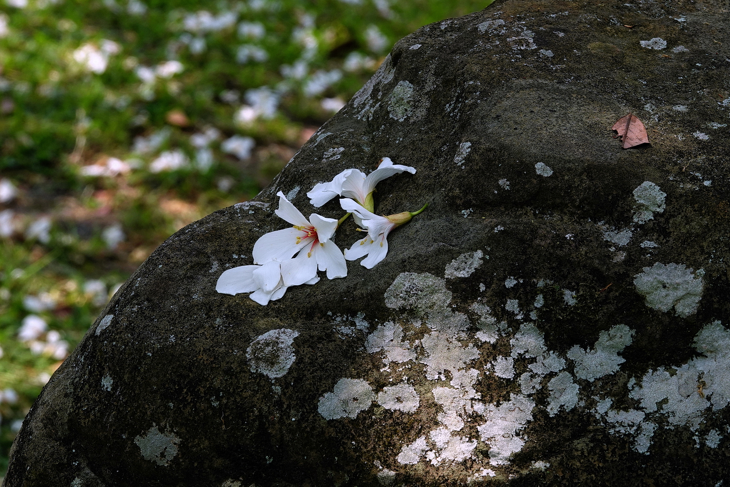 陳永鑑_陳永鑑桐花季_20230430d.jpg