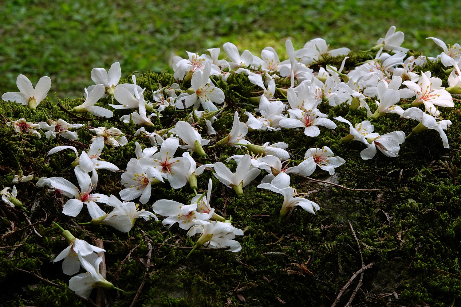 陳永鑑_陳永鑑桐花季_20230430g.jpg