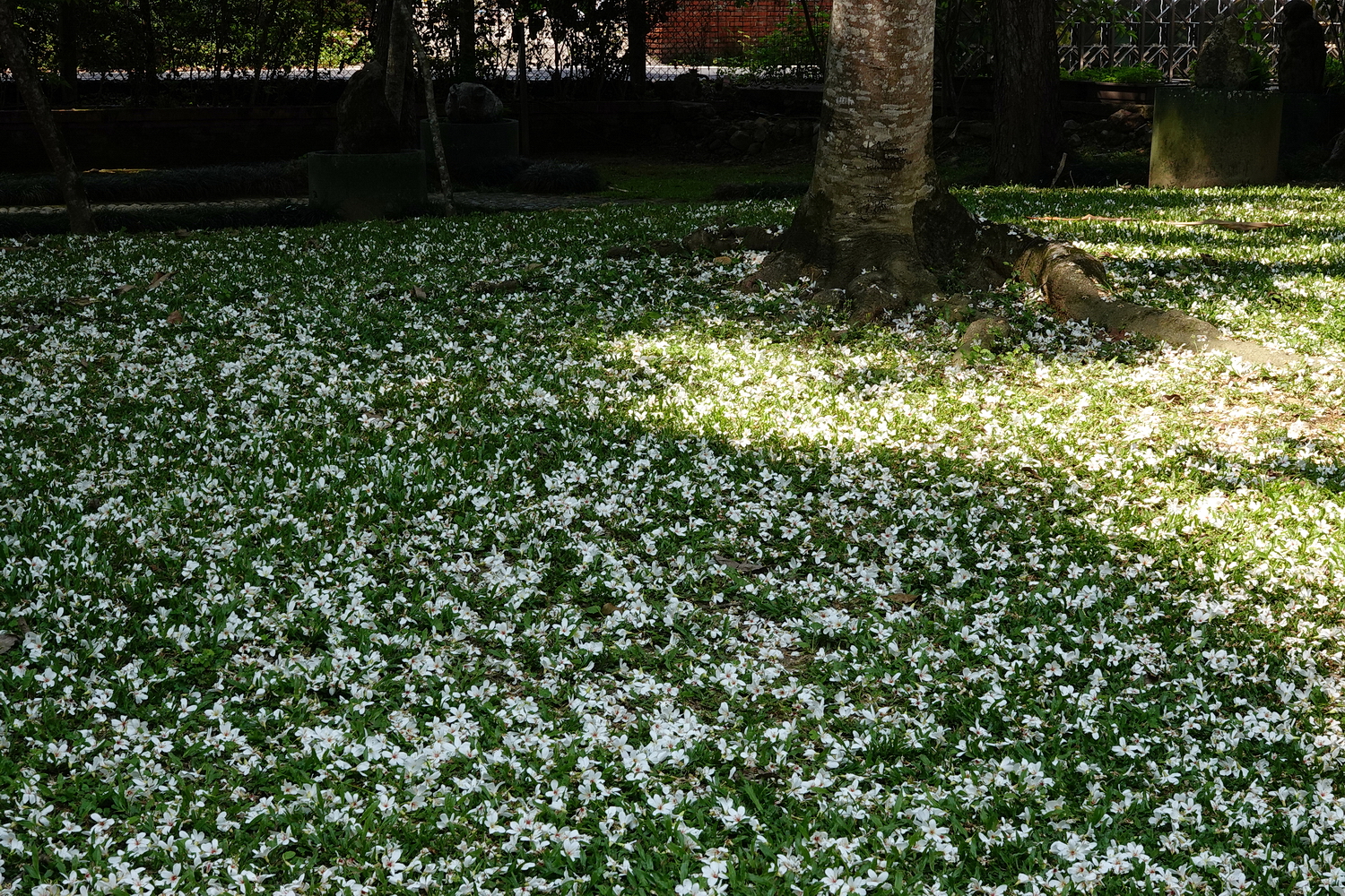陳永鑑_陳永鑑桐花季_20230430h.jpg