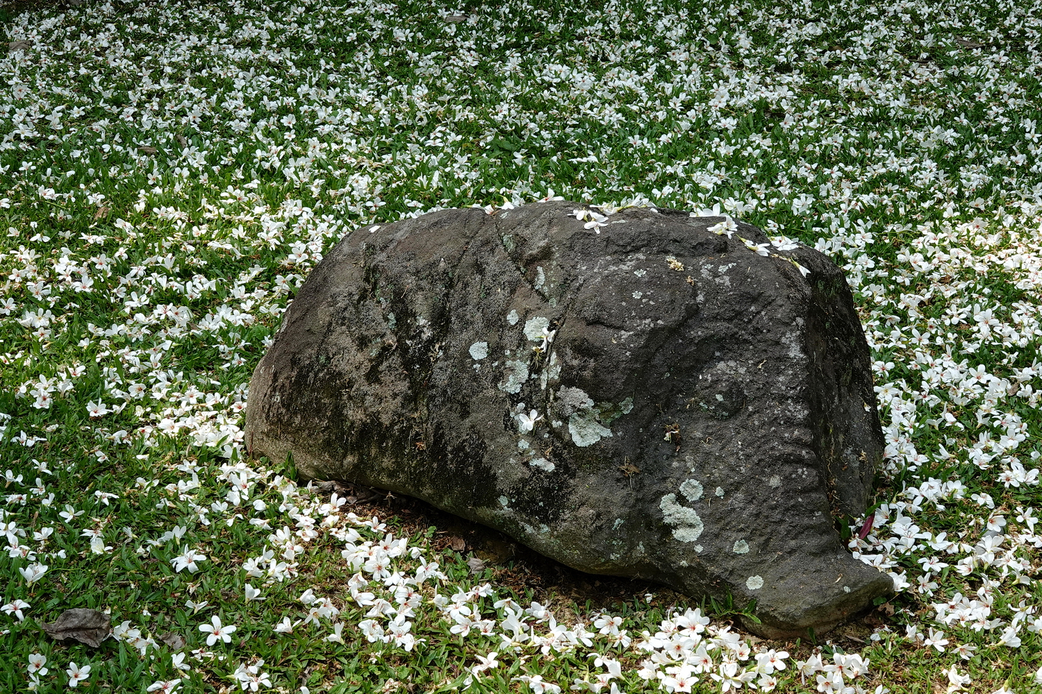 陳永鑑_陳永鑑桐花季_20230430i.jpg