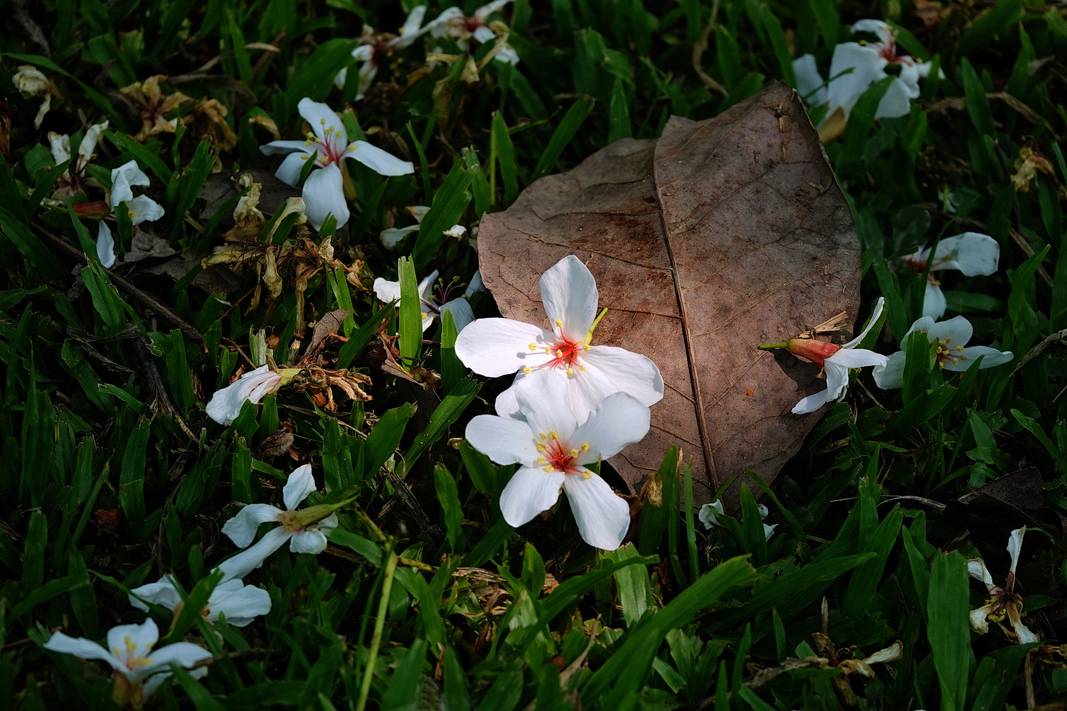 陳永鑑_陳永鑑桐花季_20230430j.jpg