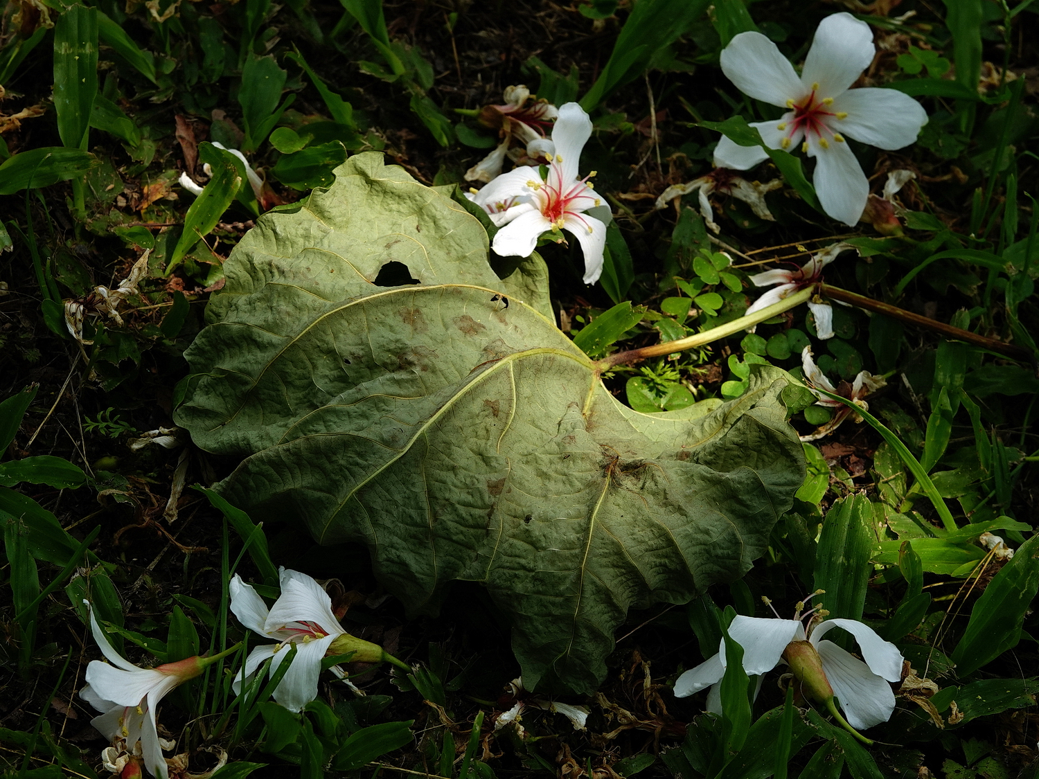 陳永鑑_陳永鑑桐花季_20230508a.jpg