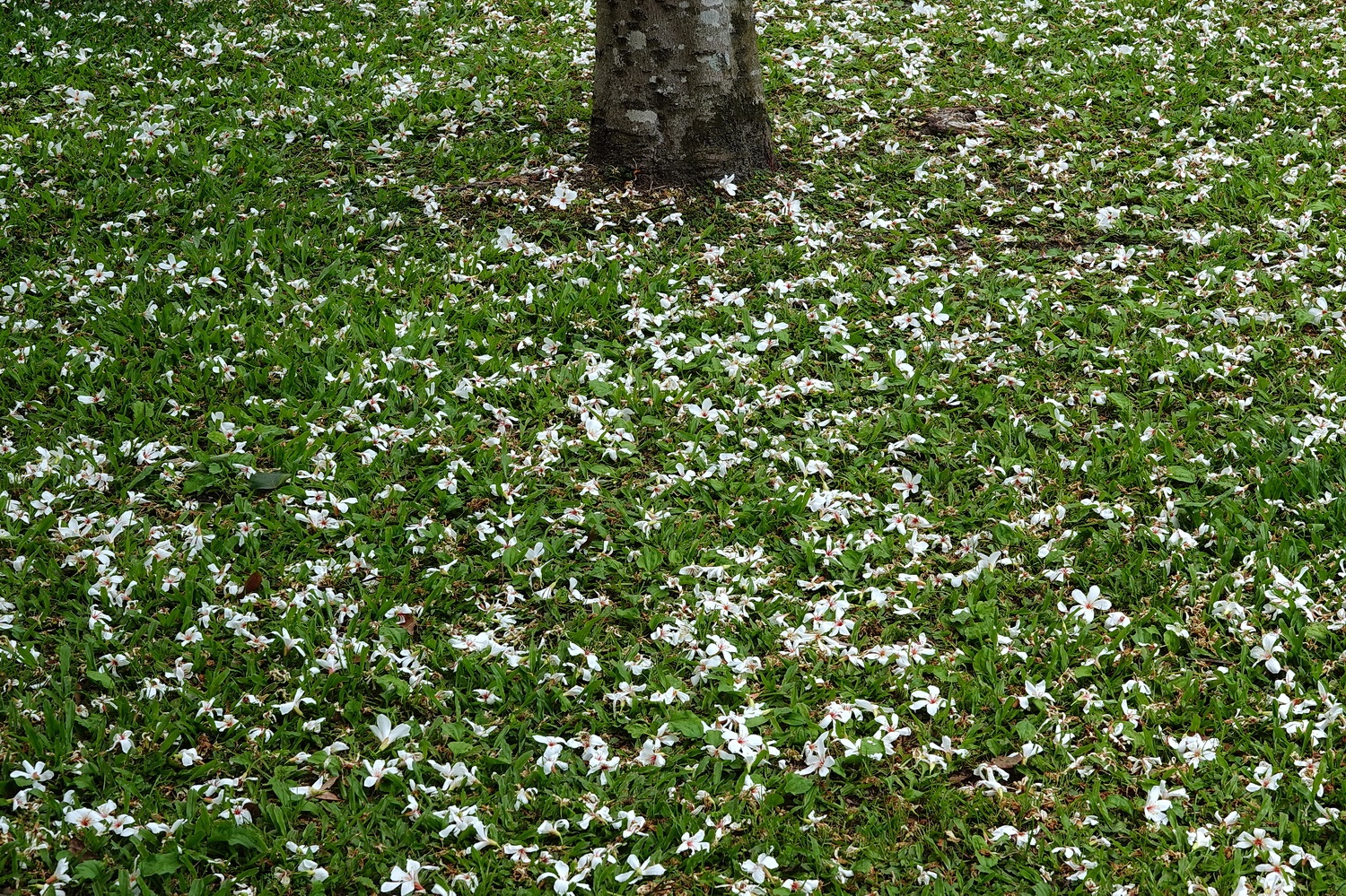 陳永鑑_陳永鑑桐花季_20230508c.jpg