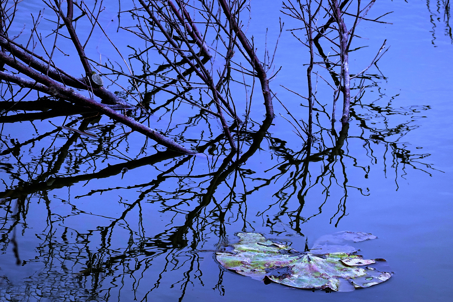 陳永鑑_荷花作品_20230510j.jpg