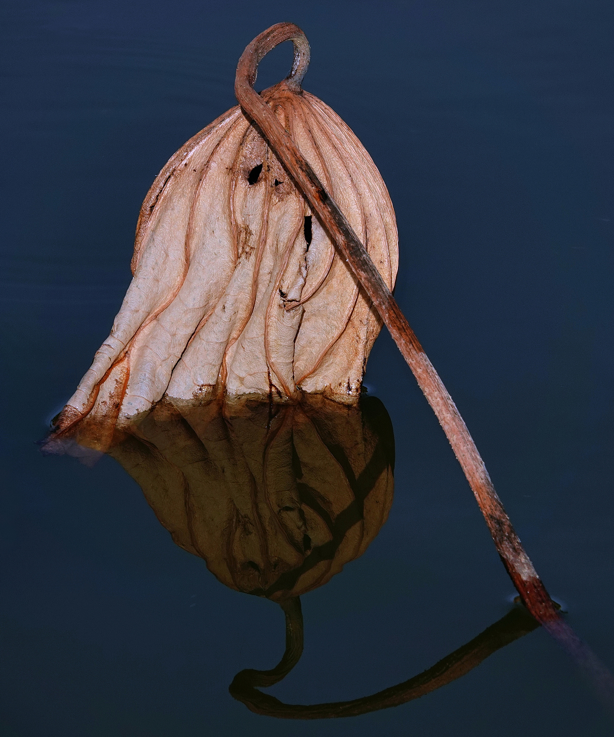 陳永鑑_荷花作品_20230623g.jpg
