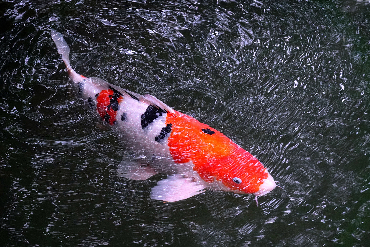 陳永鑑_錦鯉遊緃_20230625a.jpg