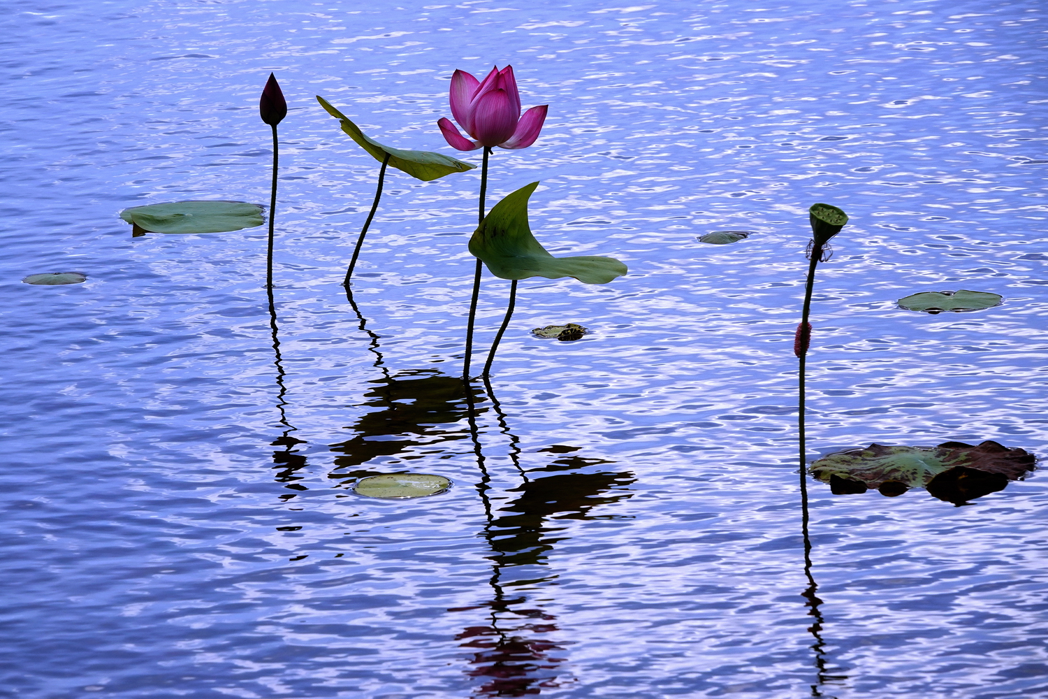 陳永鑑_荷花作品_20230628a.jpg