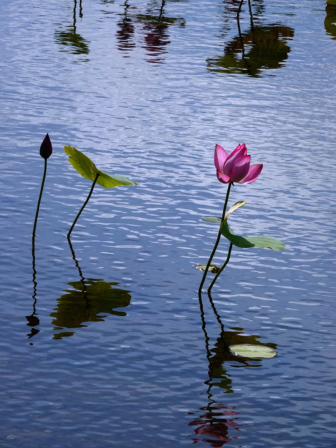 陳永鑑_荷花作品_20230629e.jpg