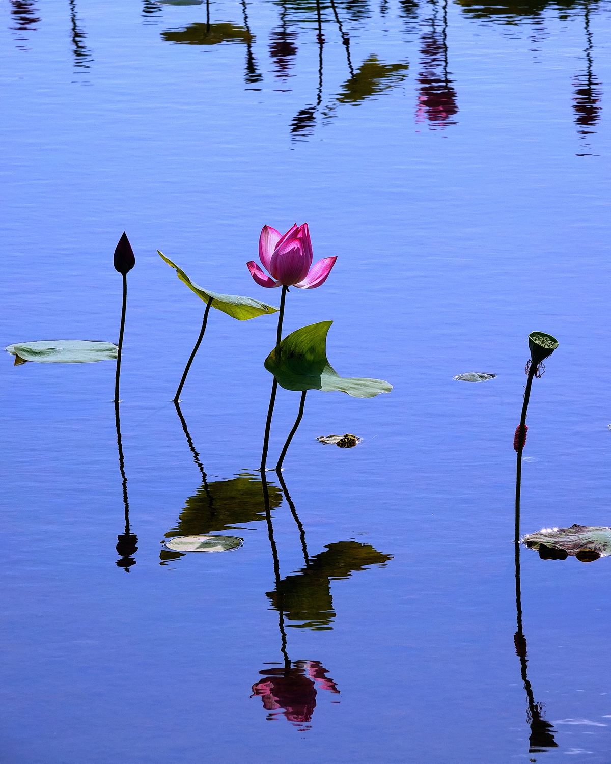 陳永鑑_荷花作品_20230728c.jpg