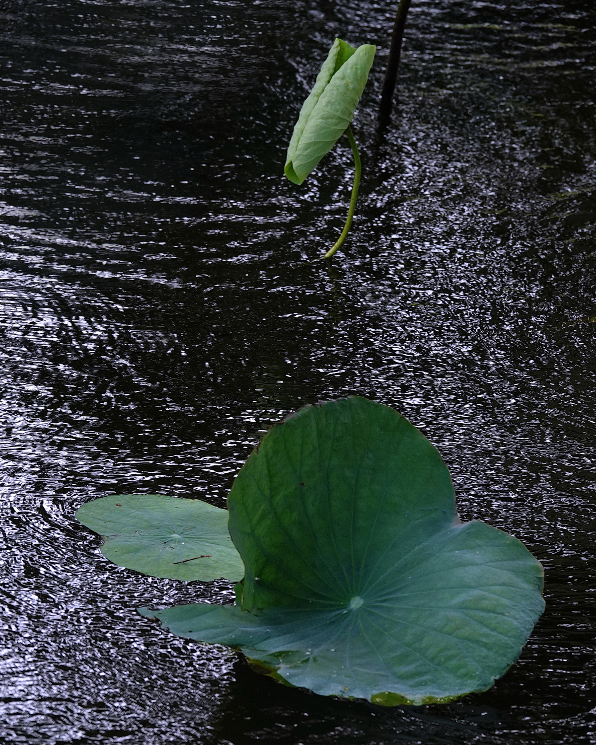 陳永鑑_荷花作品_20230831g.jpg