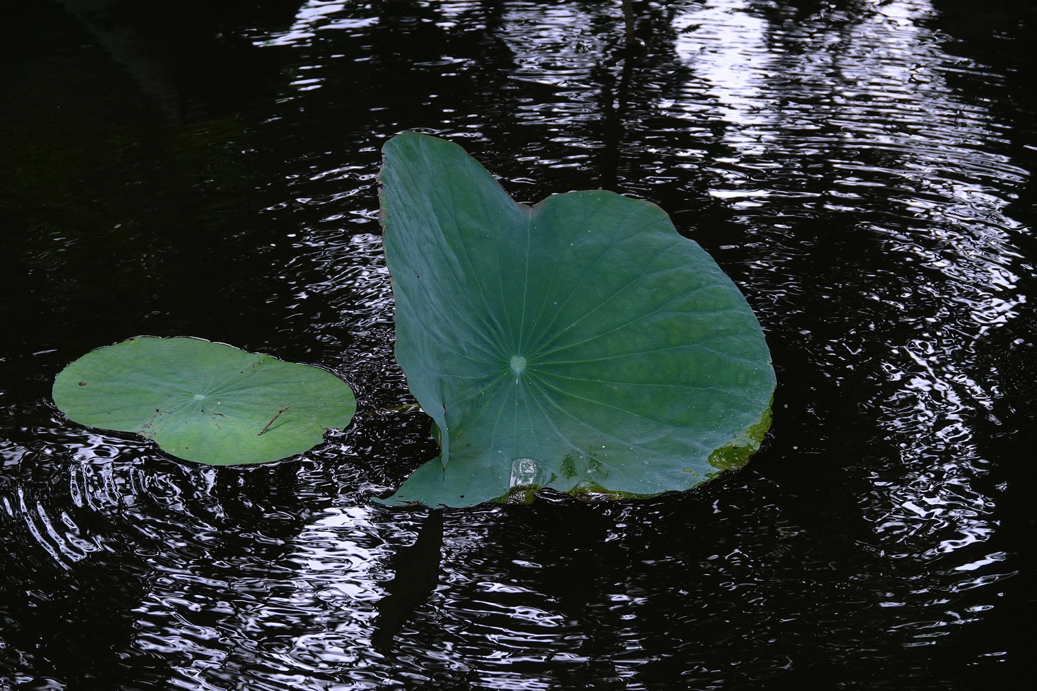 陳永鑑_荷花作品_20230901e.jpg