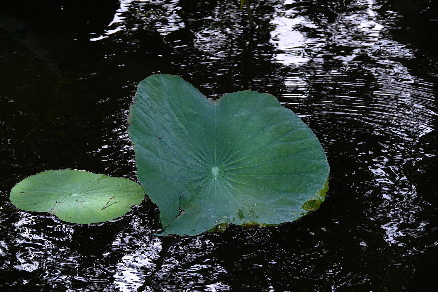 陳永鑑_荷花作品_20230901c.jpg