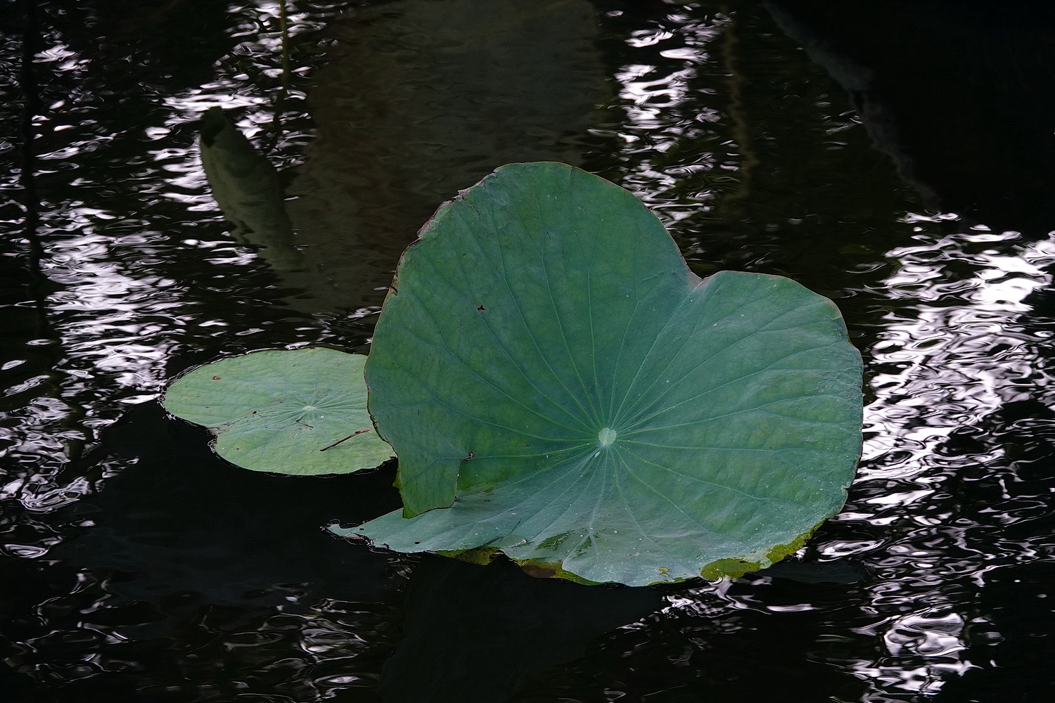 陳永鑑_荷花作品_20230831h.jpg