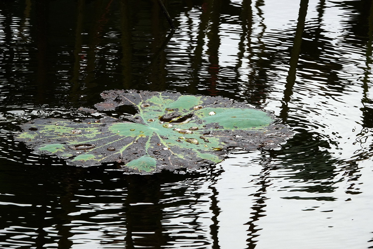 陳永鑑_荷花作品_20230906e.jpg