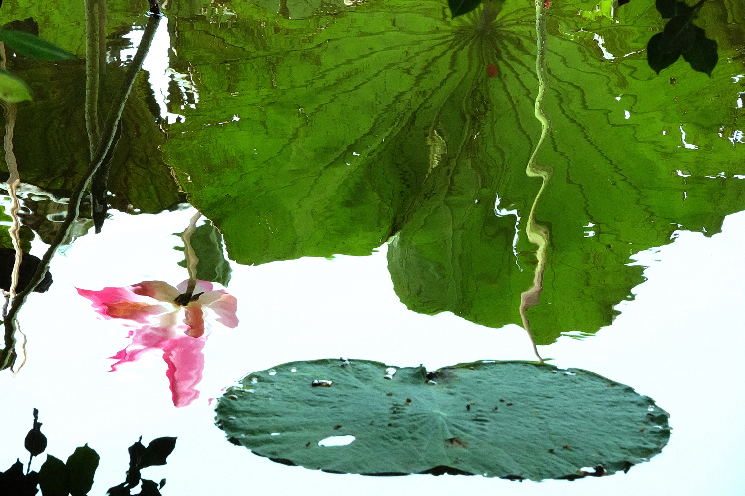 陳永鑑_荷花作品_20230922i.jpg