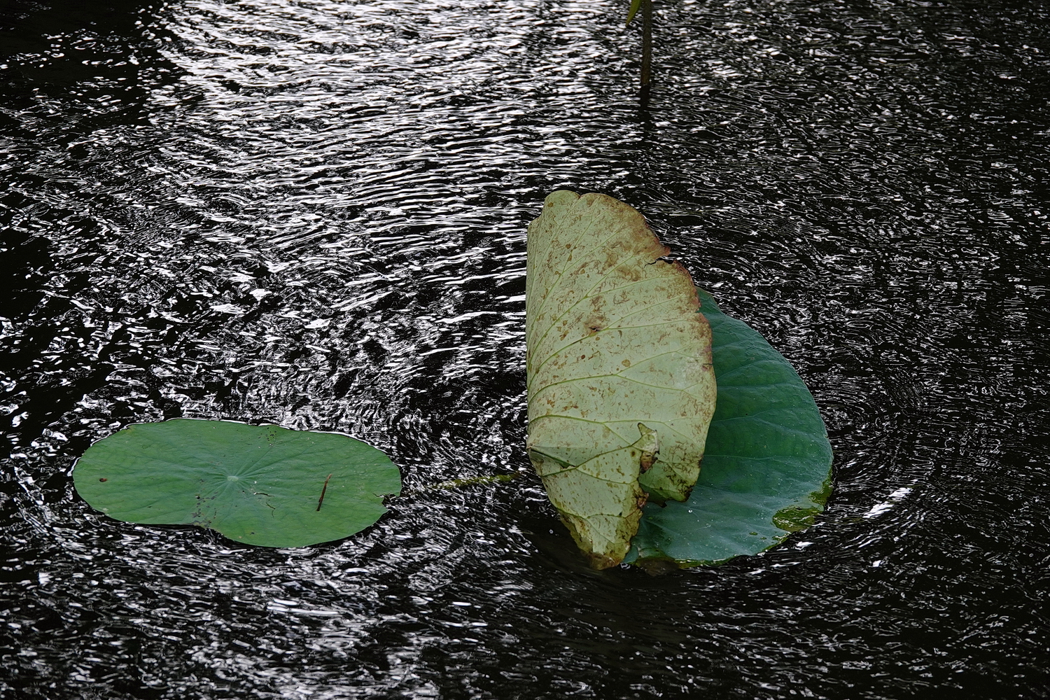 陳永鑑_荷花作品_20230928d.jpg