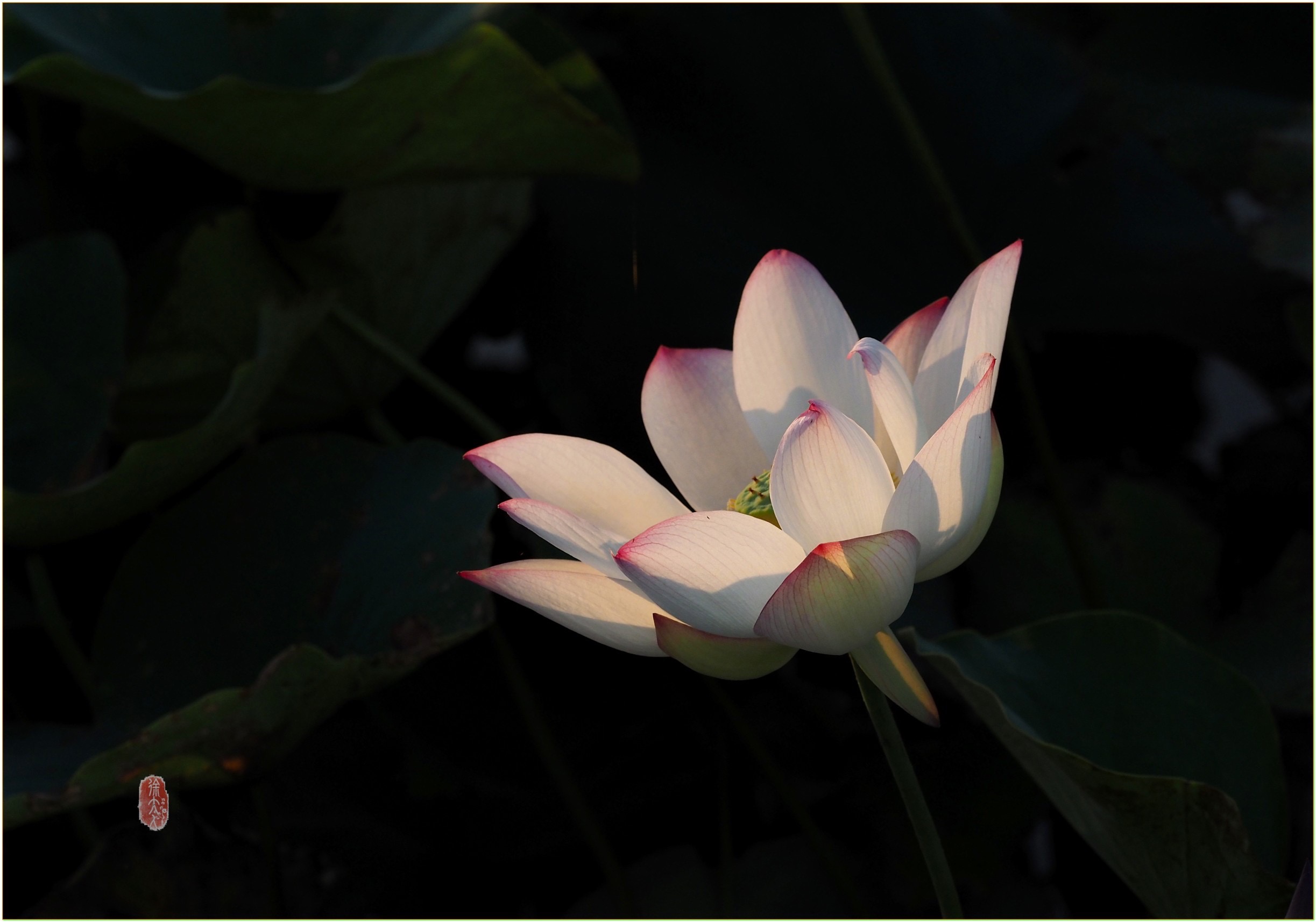 S__27820656.jpg