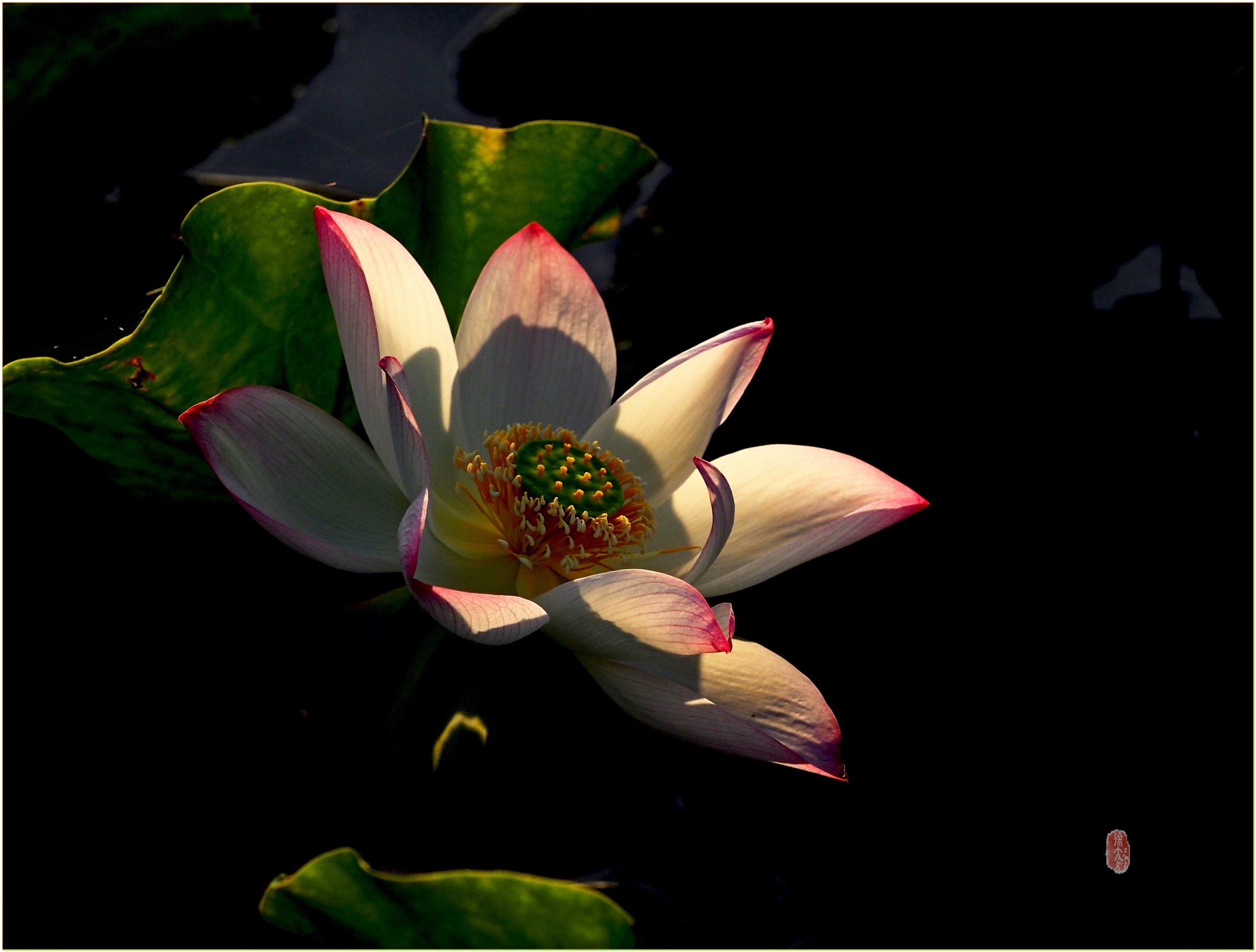 S__27869540.jpg