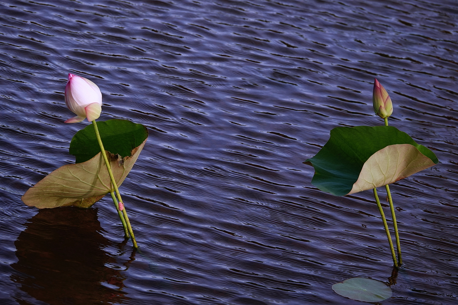 陳永鑑_荷花作品_20231021g.jpg