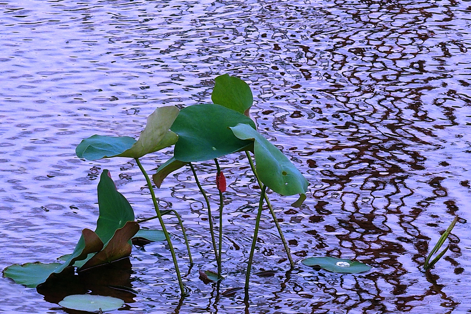 陳永鑑_荷花作品_20231028e.jpg