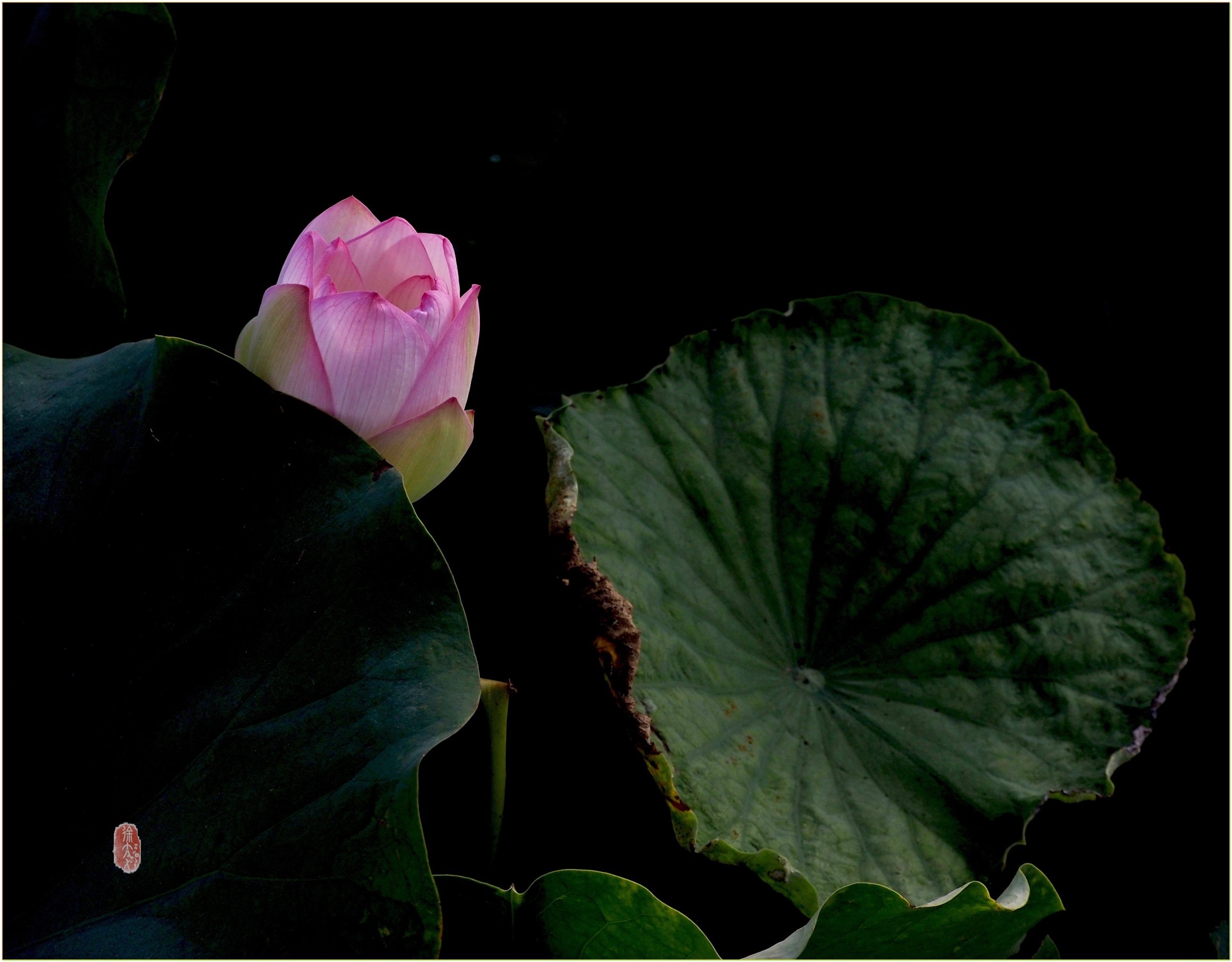 S__27926566.jpg