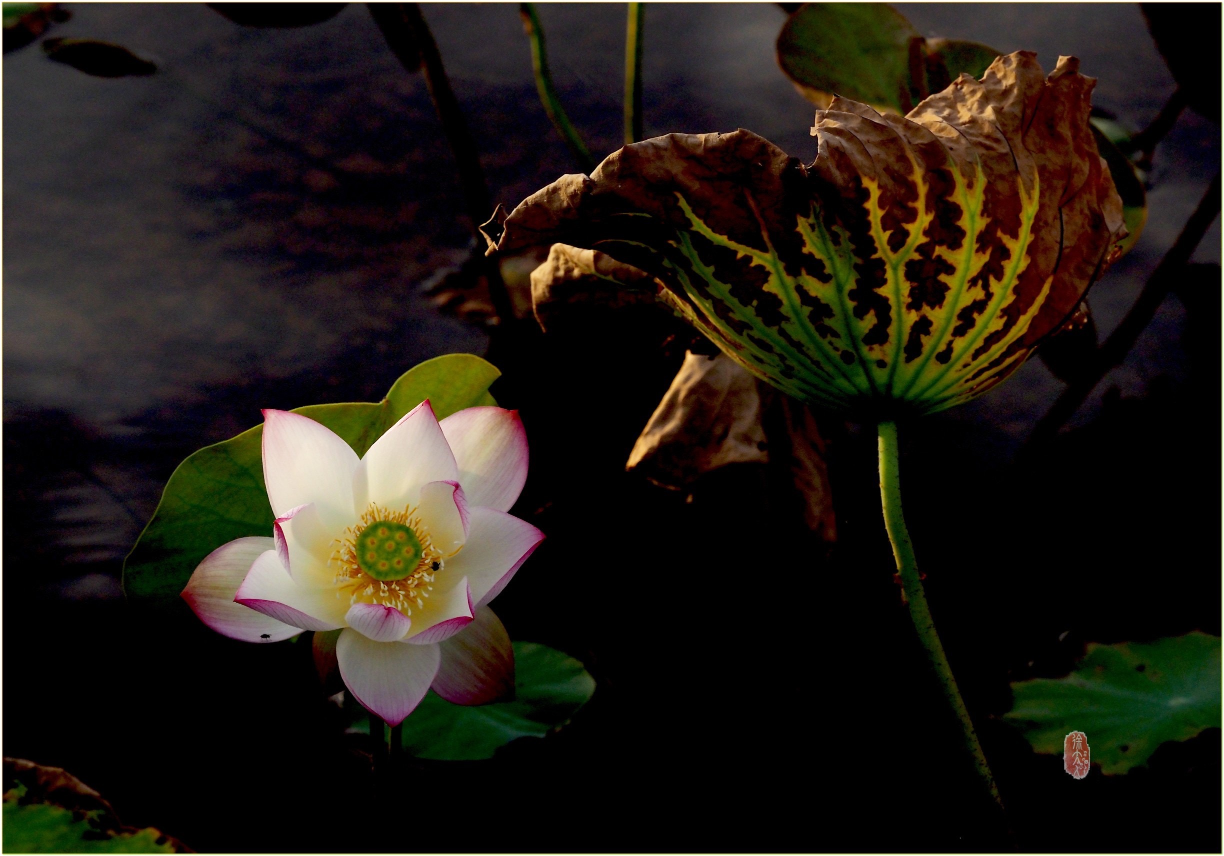 S__27927191.jpg