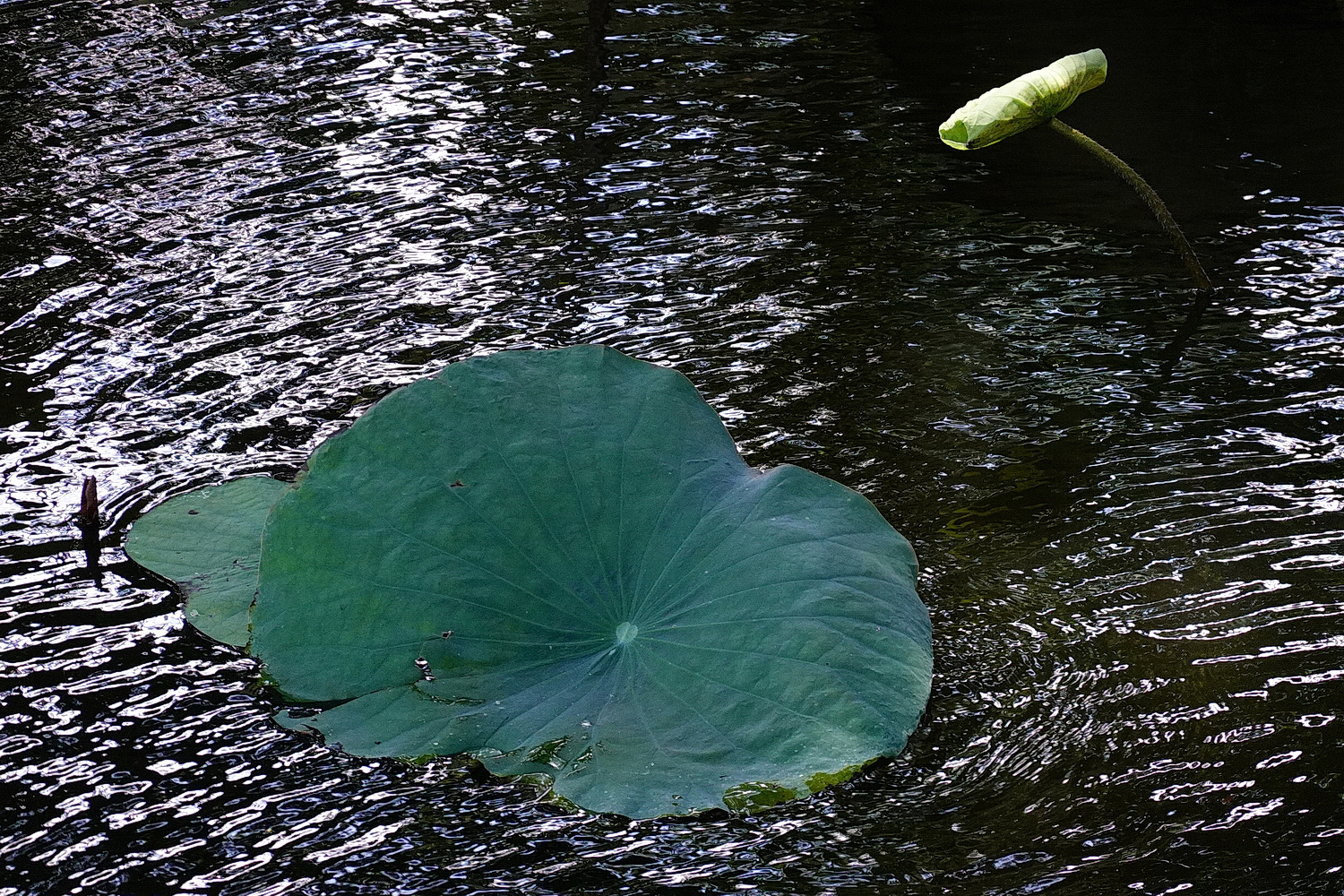 陳永鑑_荷花作品_20231028k.jpg