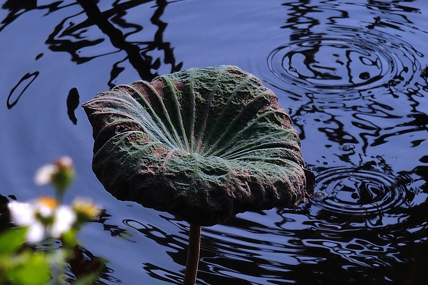 陳永鑑_荷花作品_20231107a.jpg