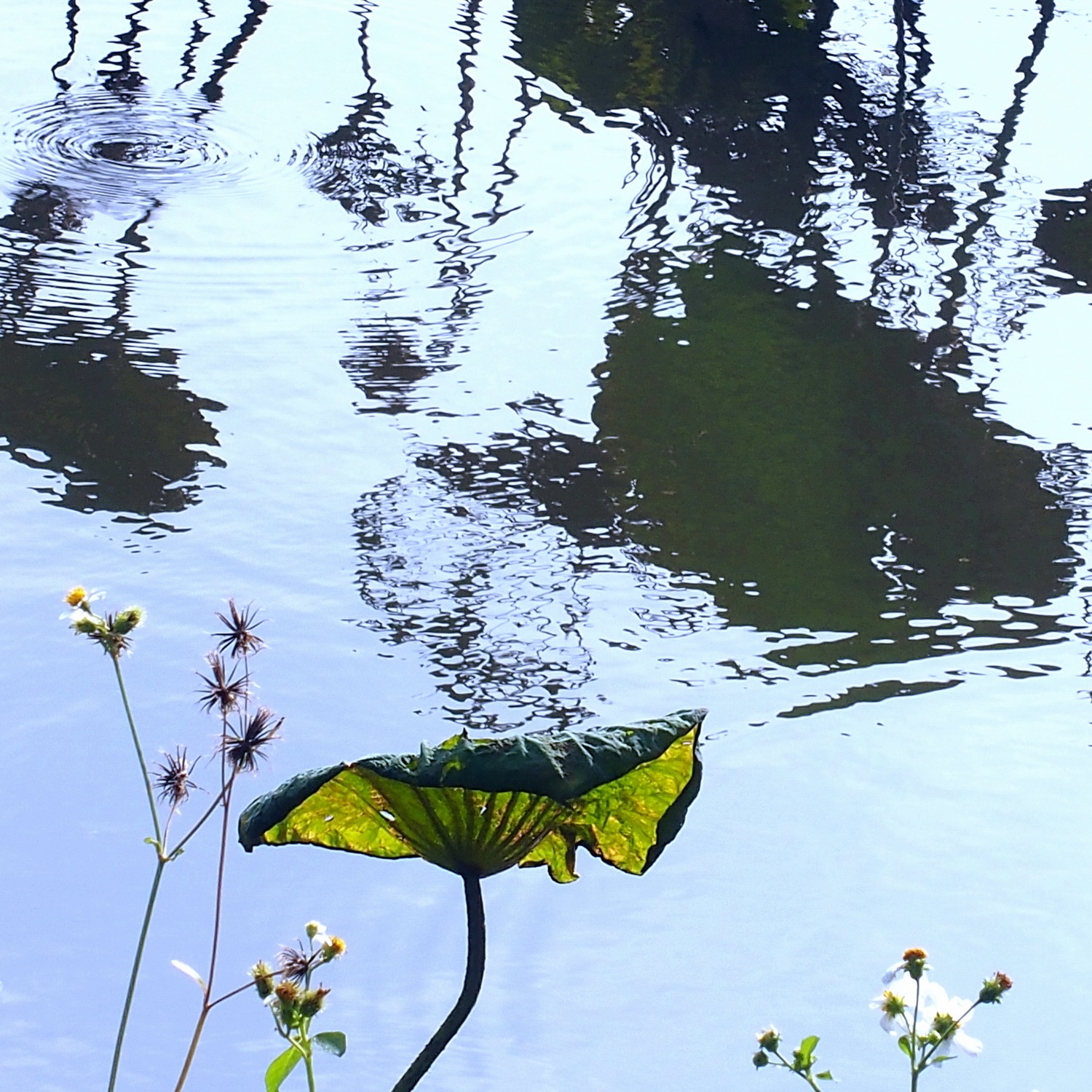 陳永鑑_荷花作品_20231117f.jpg