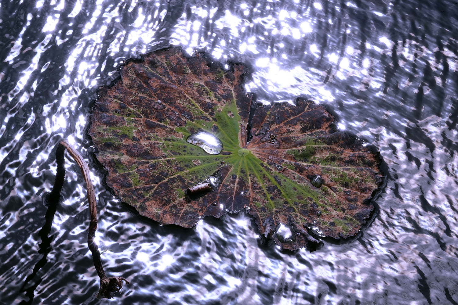 陳永鑑_荷花作品_20231204b.jpg
