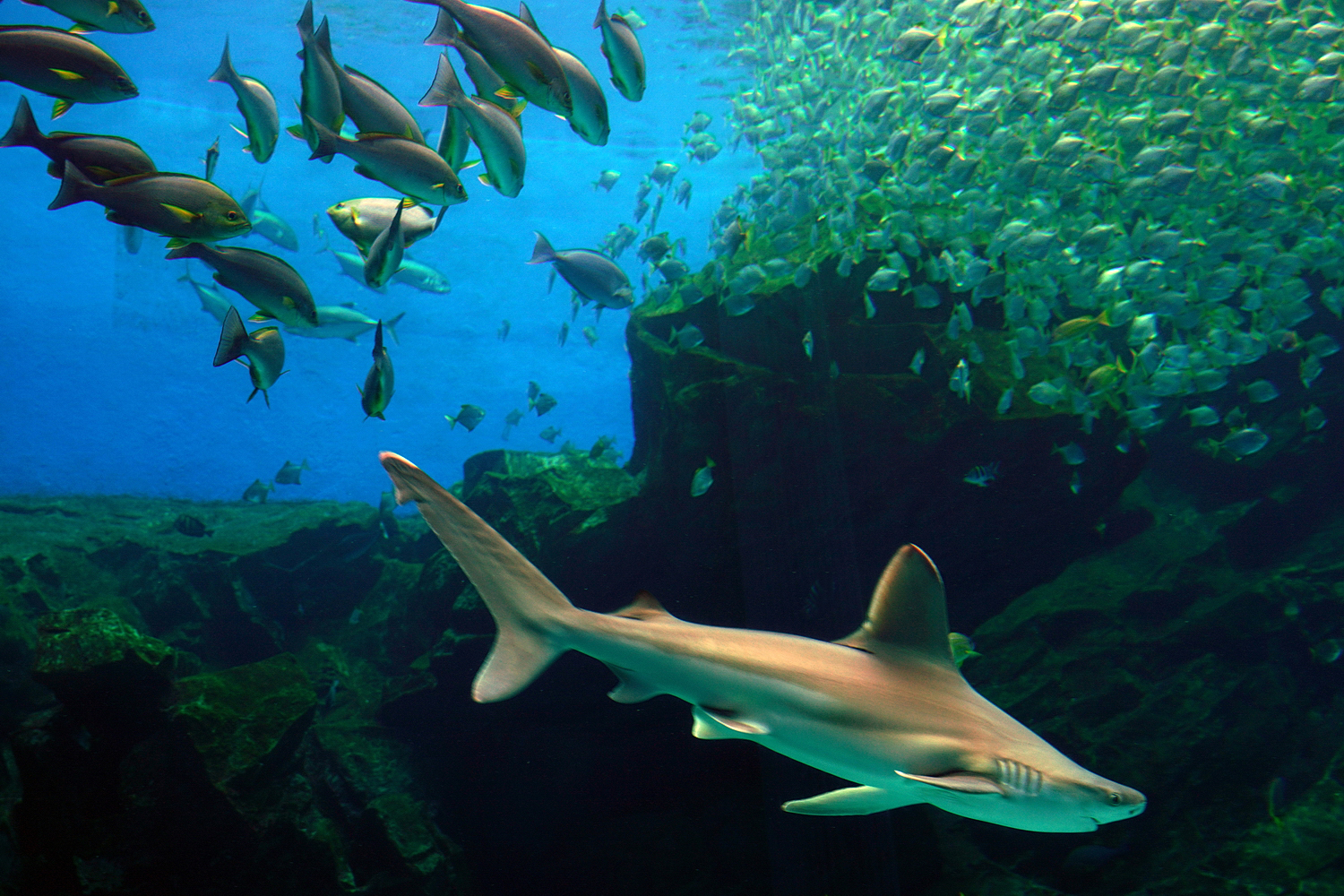 陳永鑑水族館20231203c.jpg