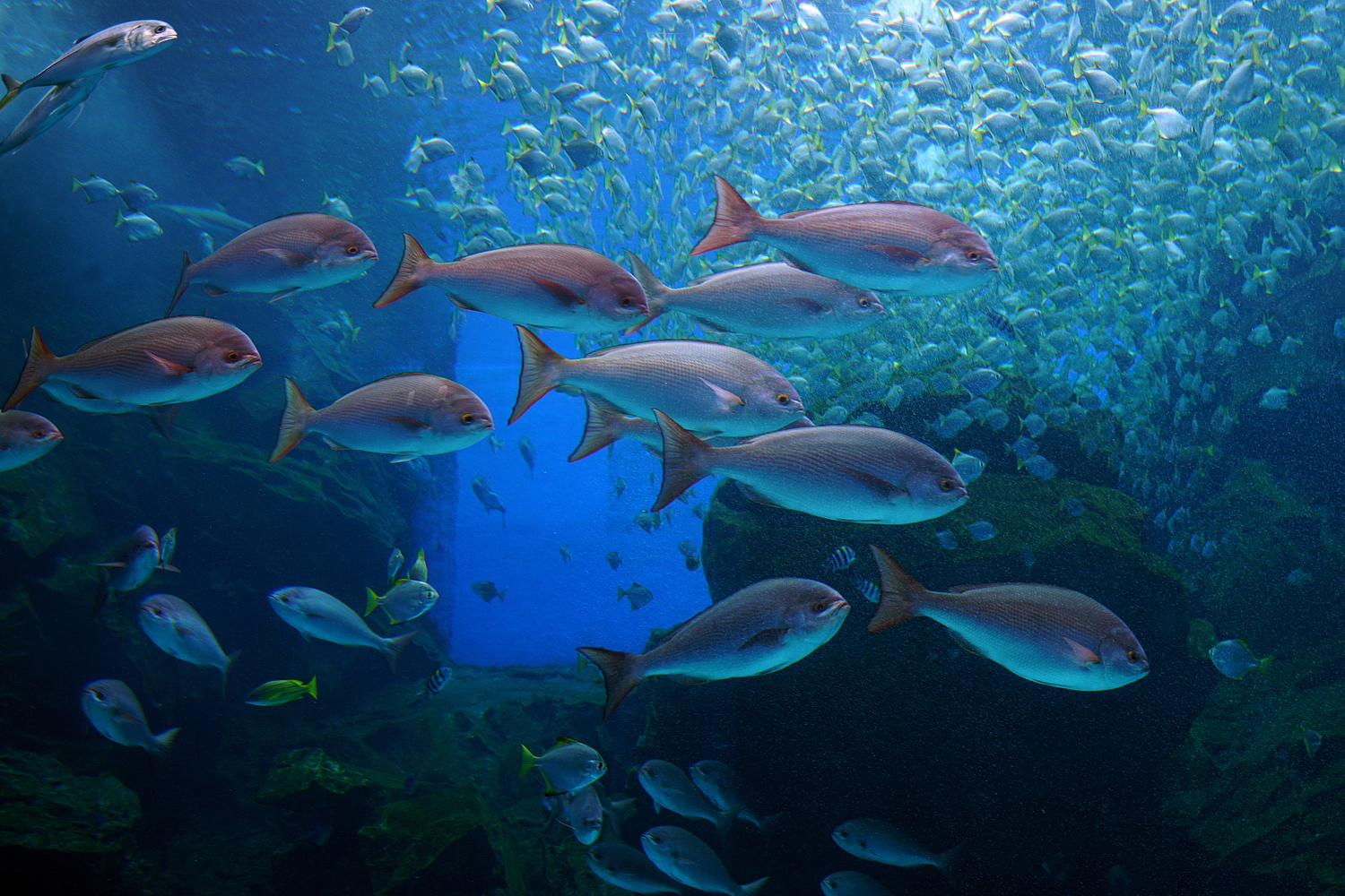 陳永鑑水族館20231203d.jpg