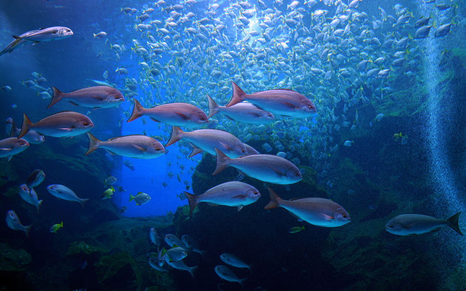 陳永鑑水族館20231203e.jpg