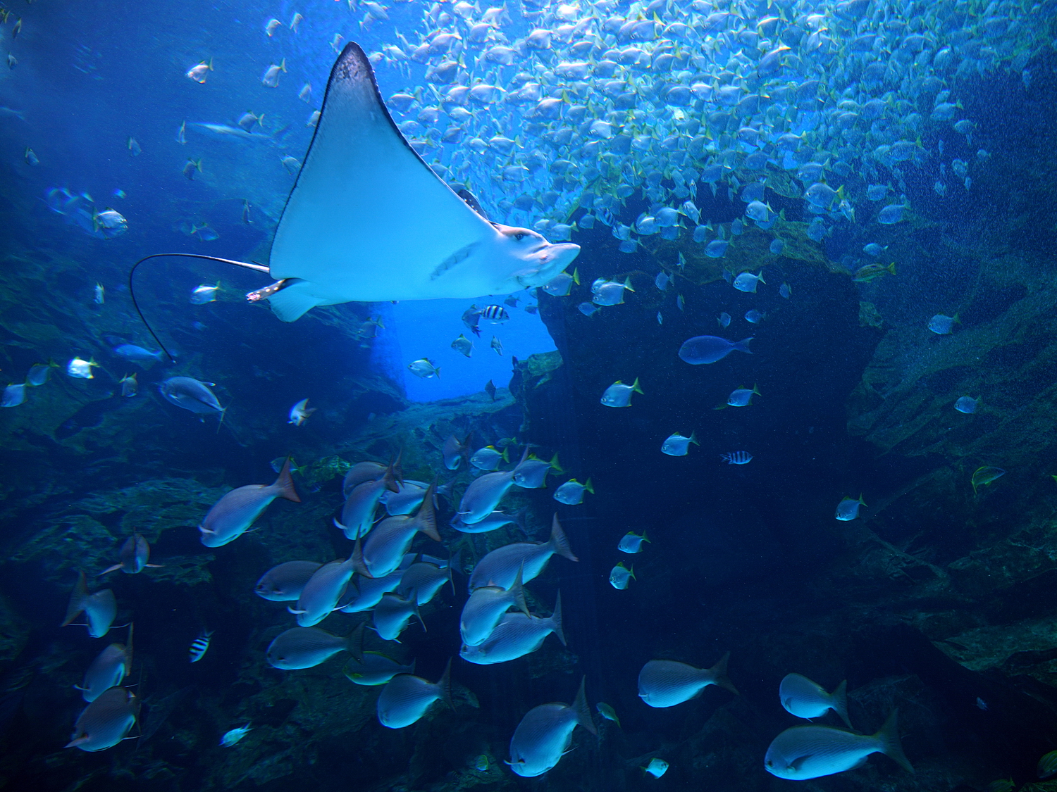 陳永鑑水族館20231203f.jpg