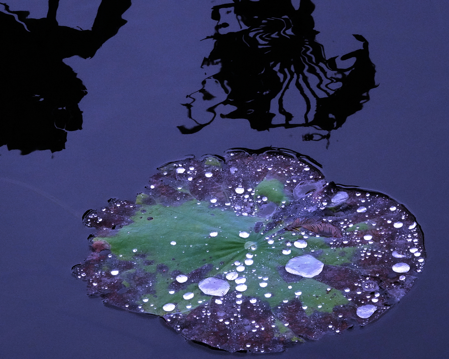 陳永鑑_荷花作品_20231206b.jpg