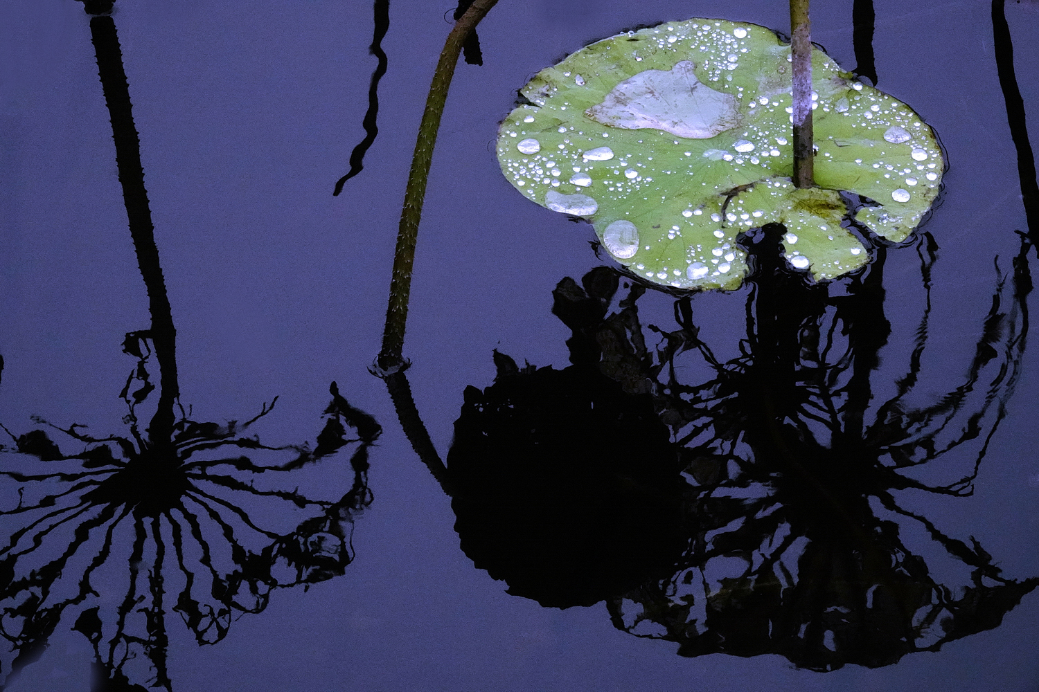 陳永鑑_荷花作品_20231206a.jpg
